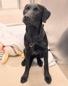 Golden Retriever and Rottweiler Dogs Available for Adoption - 26-74 Bella | PetCurious