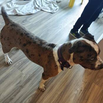 Pit Bull Terrier Dogs Available for Adoption in Jarrettsville, Maryland - Julia Gulia | PetCurious