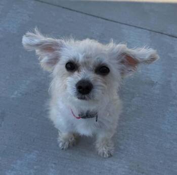 Bella -  Maltipoo Dog for Adoption in North Freedom, Wisconsin - Bella | PetCurious