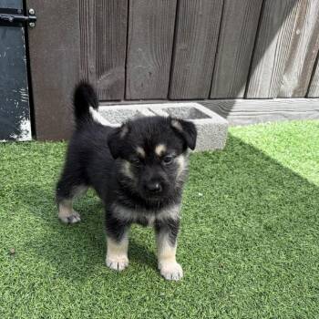 Shepherd Dogs Available for Adoption in Loxahatchee Groves, Florida - Brown 0941 | PetCurious