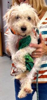 Mr Ham Sandwich -  Terrier and Maltese Dog for Adoption in Penns Grove, New Jersey - Mr Ham Sandwich | PetCurious