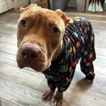 Rescue English Bulldog Dogs for Adoption in New Orleans, Louisiana - Harvey Dent | PetCurious