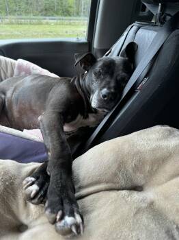 Rescue American Staffordshire Terrier and Hound Dogs for Adoption in Mount Holly, New Jersey - BETTY | PetCurious