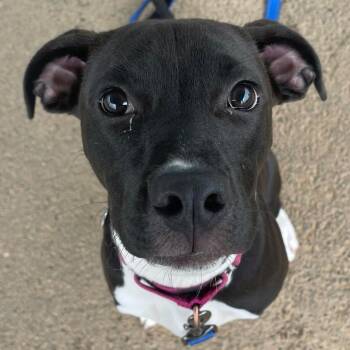 Twiggy -  Mixed Breed Dog for Adoption in State College, Pennsylvania - Twiggy | PetCurious