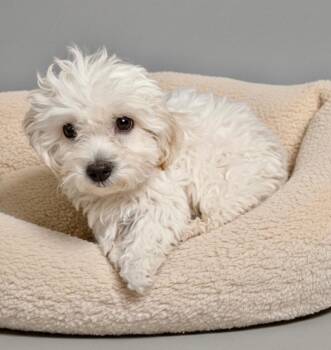 Maltese and Poodle Dogs Available for Adoption - Pooh Bear-3mo Maltipoo Puppy! | PetCurious