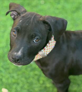 Rescue Pit Bull Terrier Dogs for Adoption in Redondo Beach, California - Demi- ADOPT Me!! | PetCurious