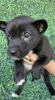 Shepherd and Mixed Breed Dogs Available for Adoption - 60293419 | PetCurious