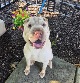 Savanna -  Shar Pei Dog for Adoption in Lancaster, Pennsylvania - Savanna | PetCurious