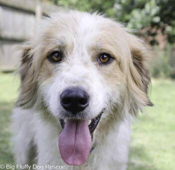 Calypso -  Great Pyrenees Dog for Adoption in Nashville, Tennessee - Calypso | PetCurious