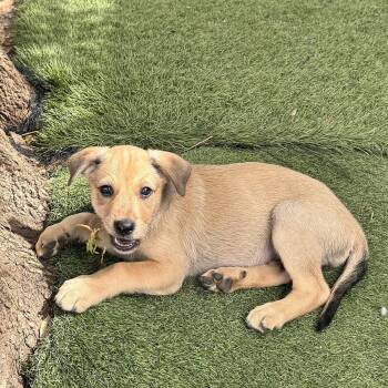 Labrador Retriever and Shepherd Dogs Available for Adoption in San Diego, California - Anthem Pup - Wave | PetCurious