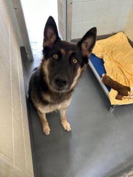Carlos -  German Shepherd Dog Dog for Adoption in Johnson City, Tennessee - Carlos | PetCurious