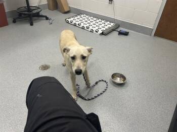 TATER -  Labrador Retriever and Mixed Breed Dog for Adoption in Ocala, Florida - TATER | PetCurious