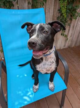 Cream -  Pointer and Labrador Retriever Dog for Adoption in St. Augustine, Florida - Cream | PetCurious