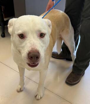 Gizmo -  Labrador Retriever and Mixed Breed Dog for Adoption in Belton, Texas - Gizmo | PetCurious