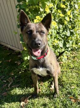 Sweet Girl -  Dutch Shepherd Dog for Adoption in Skyline, Minnesota - Sweet Girl | PetCurious