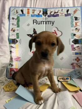 Rummy -  Terrier Dog for Adoption in Hillside, Illinois - Rummy | PetCurious