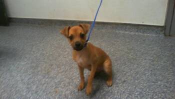 LEAH -  Mixed Breed Dog for Adoption in Charlotte, North Carolina - LEAH | PetCurious
