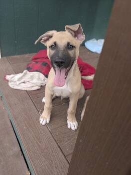Peanut -  German Shepherd Dog Dog for Adoption in The Woodlands, Texas - Peanut | PetCurious