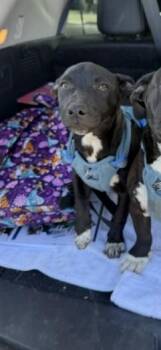 A376942 -  Pit Bull Terrier Dog for Adoption in Stockton, California - A376942 | PetCurious