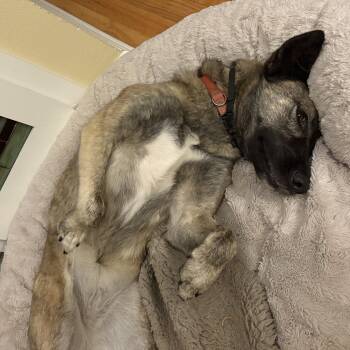 Rescue Shepherd Dogs for Adoption in Sun Prairie, Wisconsin - Mika (F) | PetCurious
