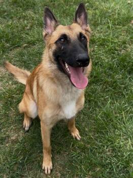 BUTTERS -  Belgian Shepherd Malinois and Mixed Breed Dog Available for Adoption in Conroe, Texas - BUTTERS | PetCurious