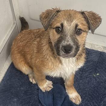 Mixed Breed Dogs Available for Adoption - Evan | PetCurious