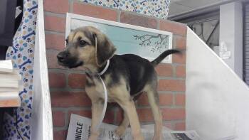 DAKOTA -  German Shepherd Dog and Mixed Breed Dog for Adoption in Houston, Texas - DAKOTA | PetCurious
