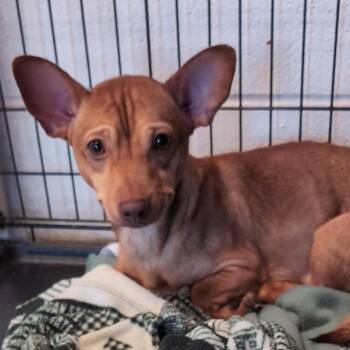 Mixed Breed Dogs Available for Adoption in Leander, Texas - Santiago | PetCurious