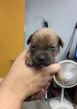 Rescue Mixed Breed Dogs for Adoption in Lockhart, Texas - Theodore | PetCurious