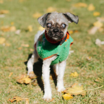 Rescue Shih Tzu Dogs for Adoption in Northbrook, Illinois - Heart Eyes | PetCurious