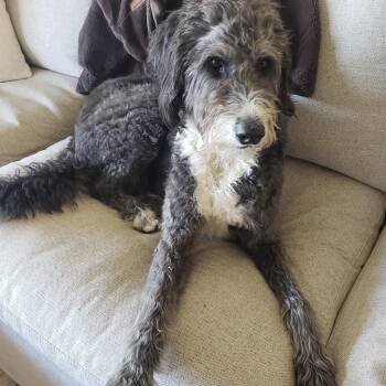 Annie - cc -  Bernedoodle and Poodle Dog for Adoption in Burlington, Washington - Annie - Cc | PetCurious