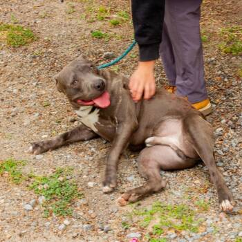 Pit Bull Terrier and Mixed Breed Dogs Available for Adoption in Windsor, Virginia - Sherlock (Prince) | PetCurious