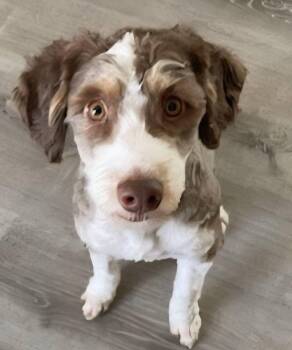 Aussiedoodle and Poodle Dogs Available for Adoption in North Olmsted, Ohio - Toby | PetCurious
