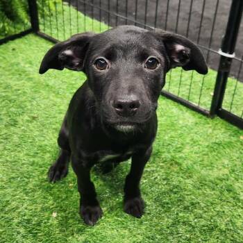 Mixed Breed Dogs Available for Adoption - Schwartz AL | PetCurious