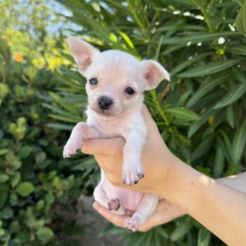 Kyra (Reba Litter) -  Terrier Dog for Adoption in San Diego, California - Kyra (Reba Litter) | PetCurious