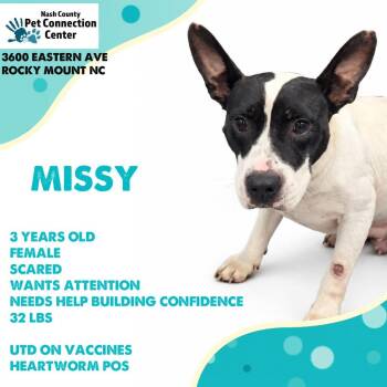 MISSY  Available NOW - ADOPTION or RESCUE! -  Mixed Breed Dog for Adoption in Nashville, North Carolina - MISSY  Available NOW - ADOPTION Or RESCUE! | PetCurious