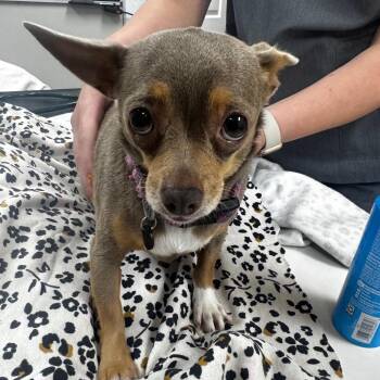 Penny -  Chihuahua Dog for Adoption in Starkville, Mississippi - Penny | PetCurious