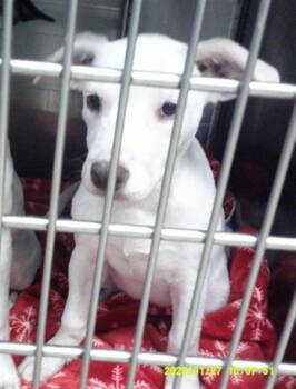 A480538 -  Terrier and Mixed Breed Dog for Adoption in Oklahoma City, Oklahoma - A480538 | PetCurious