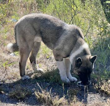 Found Akita Mix on Hwy 16 -  Akita and Husky Dog Available for Adoption in Hayward, California - Found Akita Mix On Hwy 16 | PetCurious