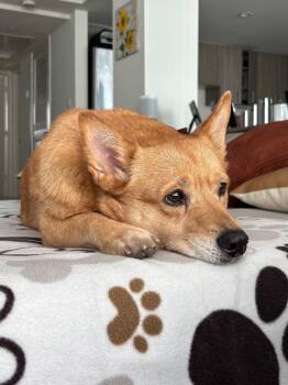 Shiba -  Corgi and Shiba Inu Dog for Adoption in Hollywood, Florida - Shiba | PetCurious