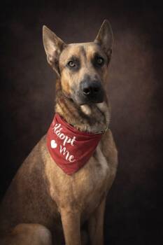 Belgian Shepherd Malinois Dogs Available for Adoption - Elvis | PetCurious