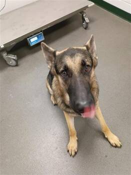MO -  German Shepherd Dog Dog for Adoption in Corpus Christi, Texas - MO | PetCurious