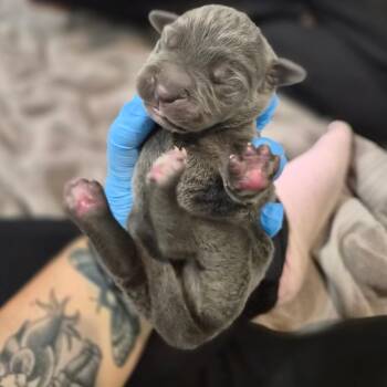 Affogato -  Cane Corso Dog for Adoption in Wahiawa, Hawaii - Affogato | PetCurious
