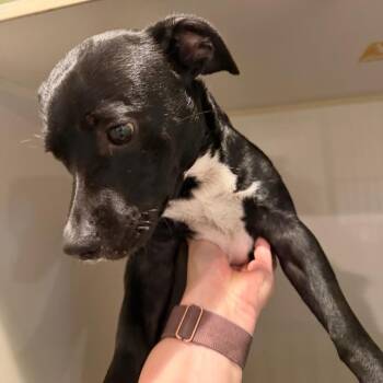 Doobie -  Mixed Breed Dog for Adoption in Port Charlotte, Florida - Doobie | PetCurious