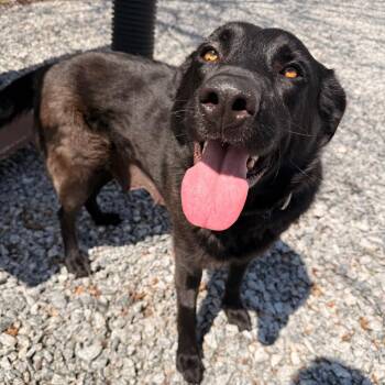 Mixed Breed Dogs Available for Adoption - Muse | PetCurious