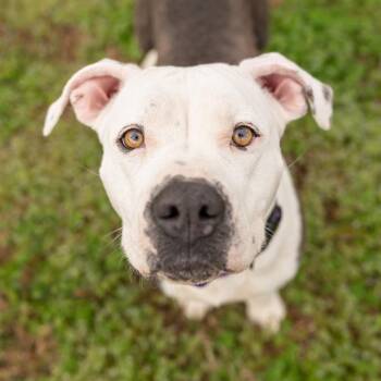 Pit Bull Terrier Dogs Available for Adoption - Yuna | PetCurious