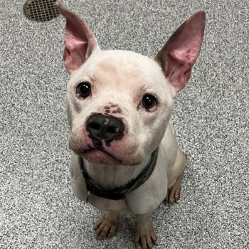 Wharf -  American Staffordshire Terrier Dog for Adoption in Grand Rapids, Michigan - Wharf | PetCurious