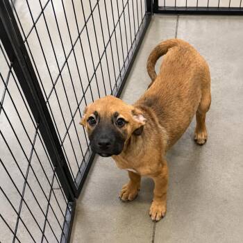 Holly Maurice -  Black Mouth Cur Dog for Adoption in Portland, Maine - Holly Maurice | PetCurious