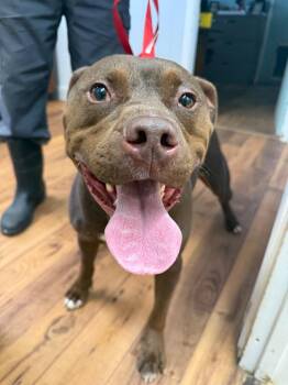 Staffordshire Bull Terrier Dogs Available for Adoption in Fayetteville, Tennessee - Ace | PetCurious