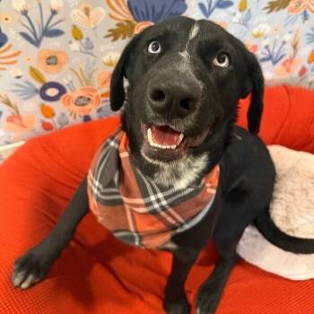 Labrador Retriever and Cattle Dog Dogs Available for Adoption - Oakley Sweet Paws | PetCurious